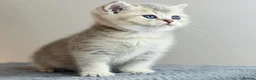 British Shorthair cats for sale: Beautiful AY11 blue golden British shorthair - Advert 1