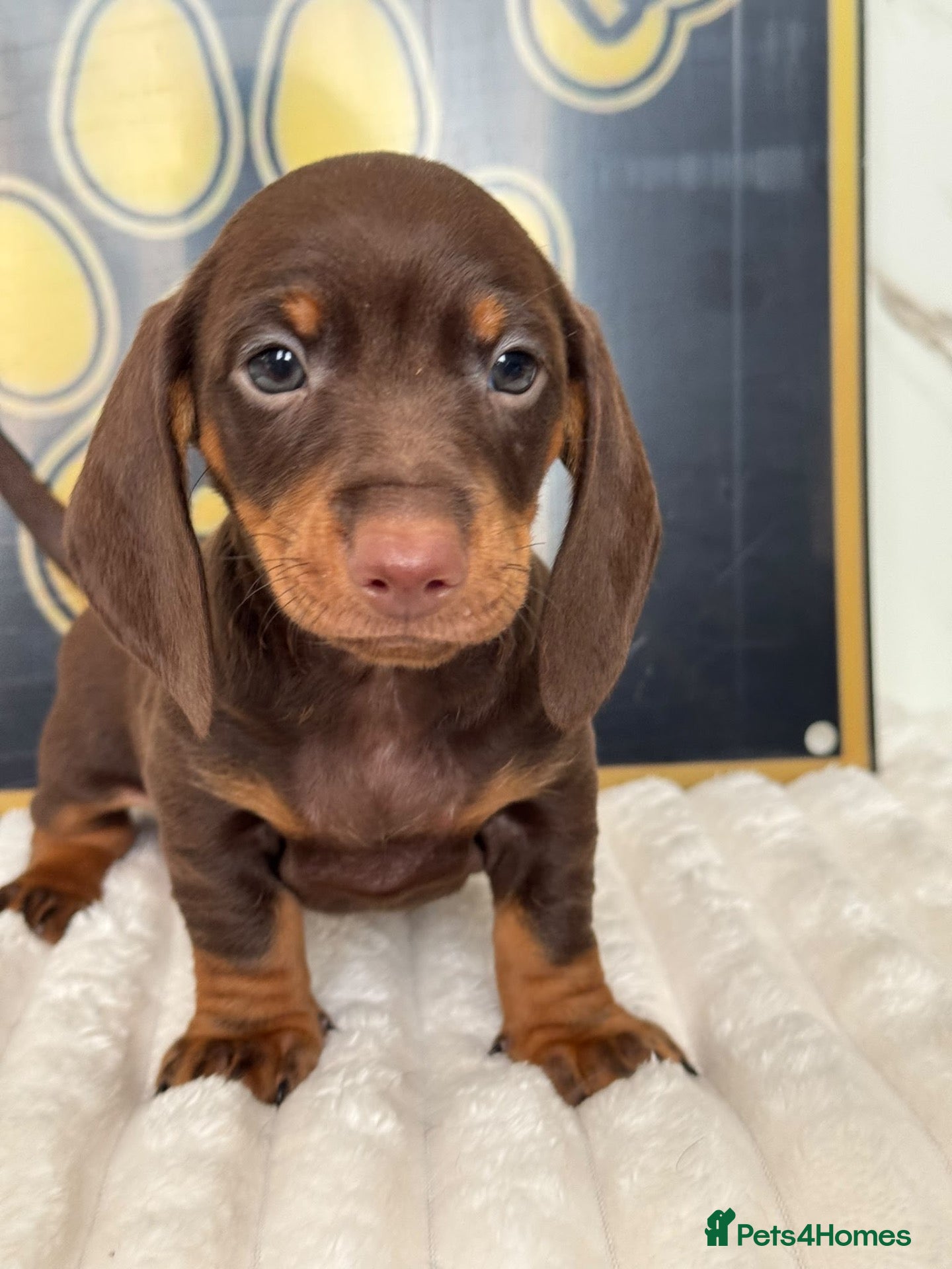Dachshund dogs Beautiful Standard Dachshund Puppies - Advert 16
