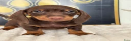 Dachshund dogs for sale: Beautiful Standard Dachshund Puppies - Advert 4
