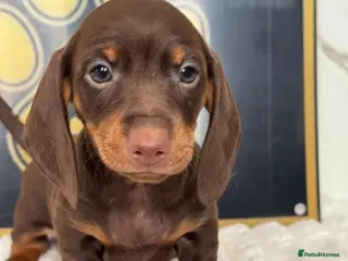 Dachshund dogs Beautiful Standard Dachshund Puppies - Advert 16