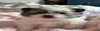 Pomeranian Puppy 2