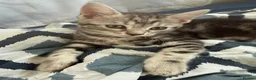 Bengal cats for sale: 🐾 Beautiful Bengal x Maine Coon Kittens 🐾 - Advert 12