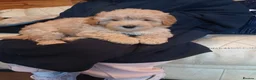 Cavapoo dogs for sale: Cavapoo F1b puppies  - Advert 17