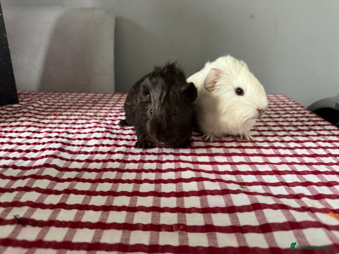 Guinea Pig rodents for sale: Beautiful Baby guinea pigs  - Advert 1