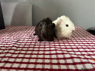 Guinea Pig rodents Beautiful Baby guinea pigs - Advert 1