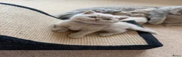 British Shorthair cats for sale: Loving Home-Raised British Shorthair Kittens - Advert 13