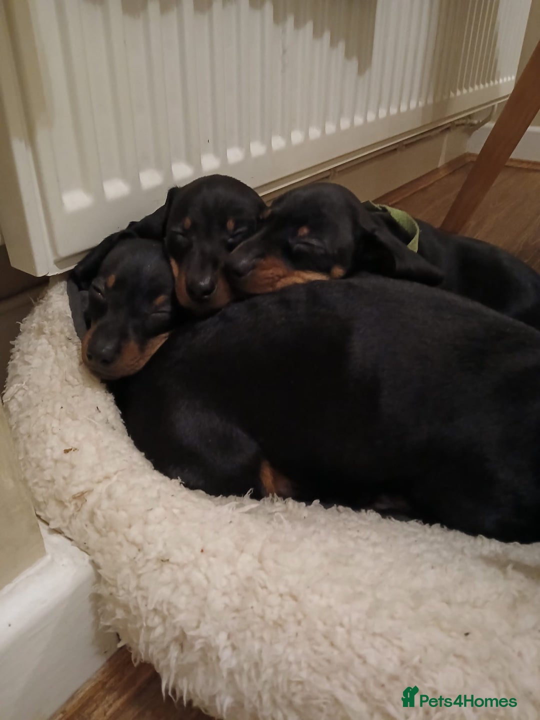 Miniature Dachshund dogs for sale: Miniature dachshund male puppies - Advert 3