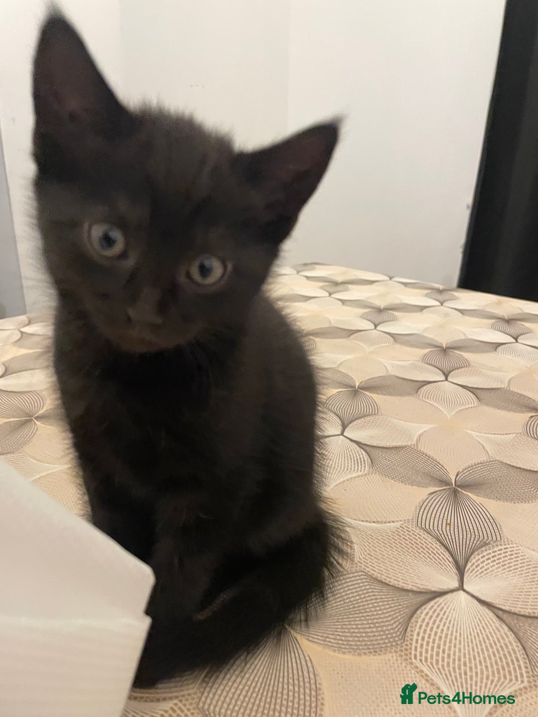 Mixed Breed cats for sale: Ready Now! - Loving and Playful kittens - Image 3