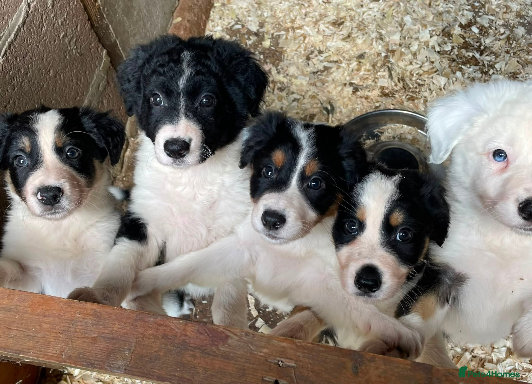 Border Collie dogs Stunning Border Collie Puppies - Advert 2