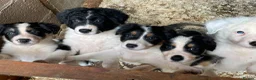 Border Collie dogs for sale: Stunning Border Collie Puppies in Honiton - Advert 2