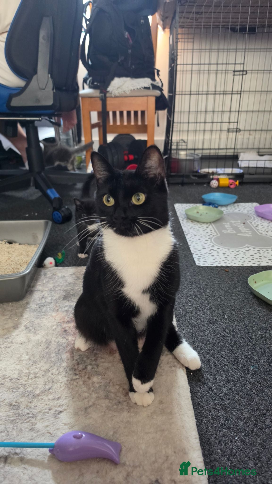 Mixed Breed cats Beautiful  Kittens Looking for Their new Homes 🐾 - Advert 1