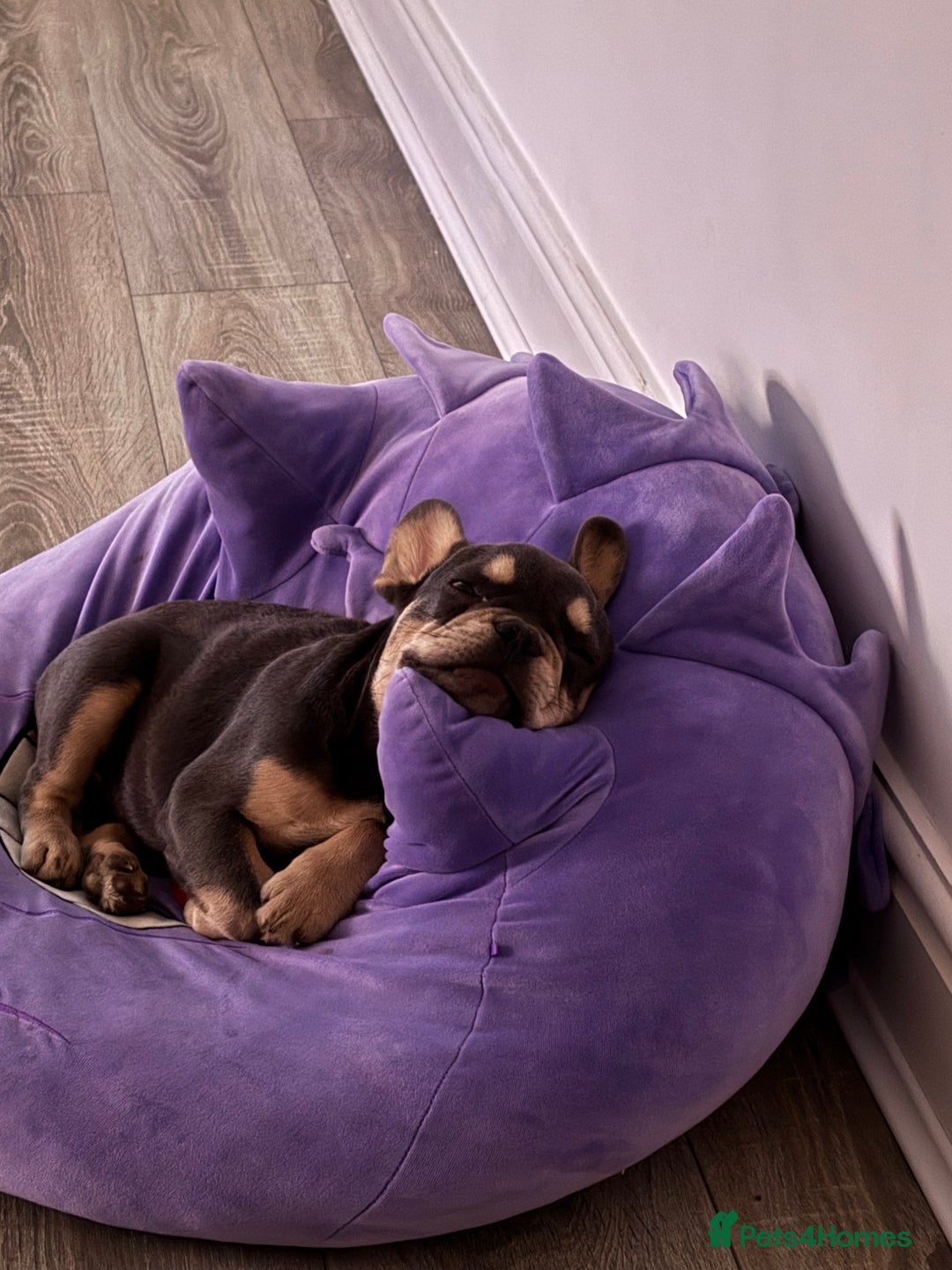 French Bulldog dogs for sale: 5 month old French bull dog  - Image 2