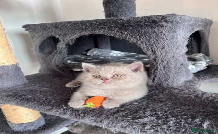 British Shorthair cats - Advert 12