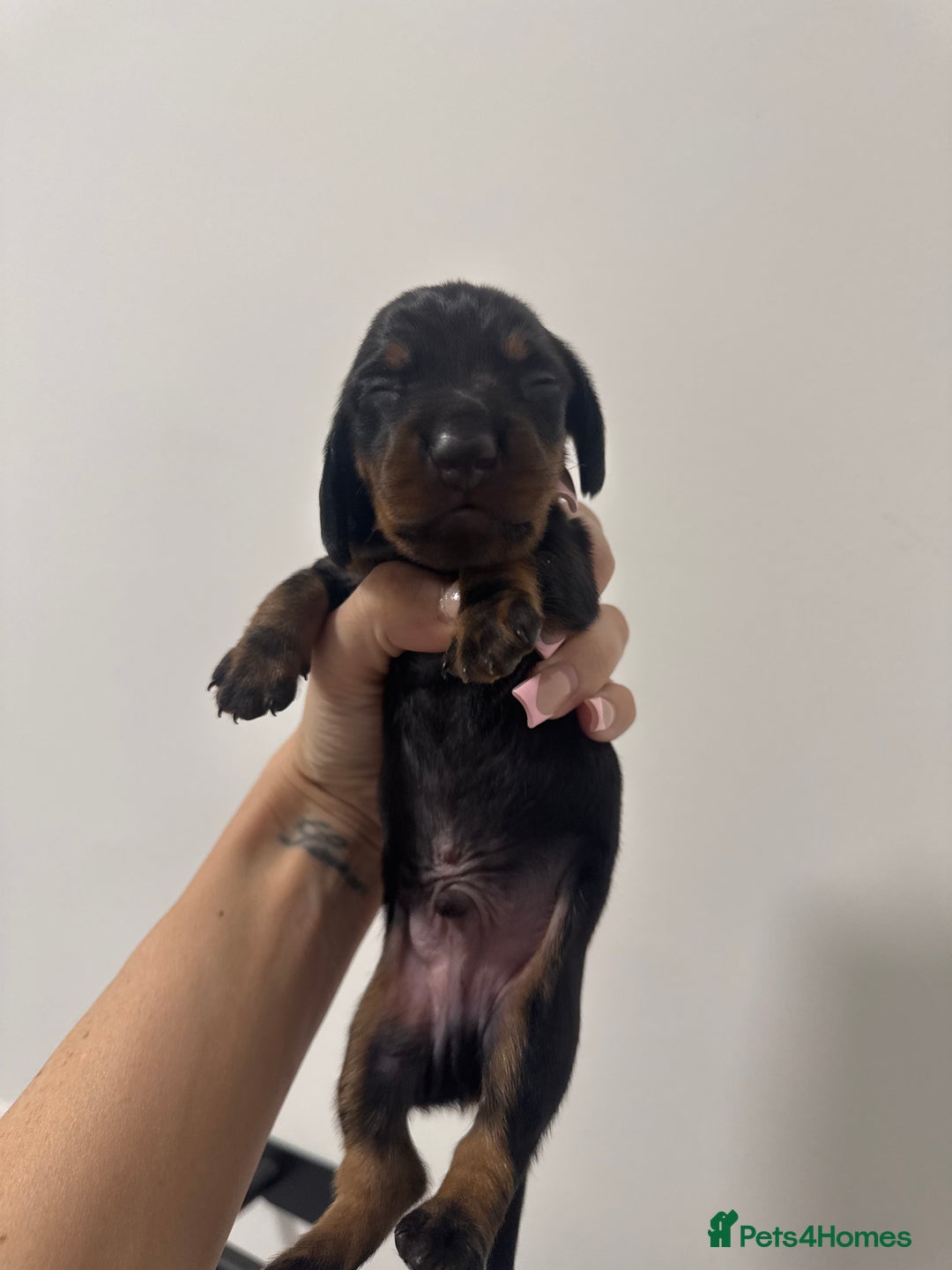 Miniature Dachshund dogs for sale: Stunning miniature dashaunds - Advert 5