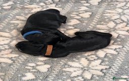 Cocker Spaniel dogs for sale: Beautiful Cocker Spaniel puppies for sale - Advert 5