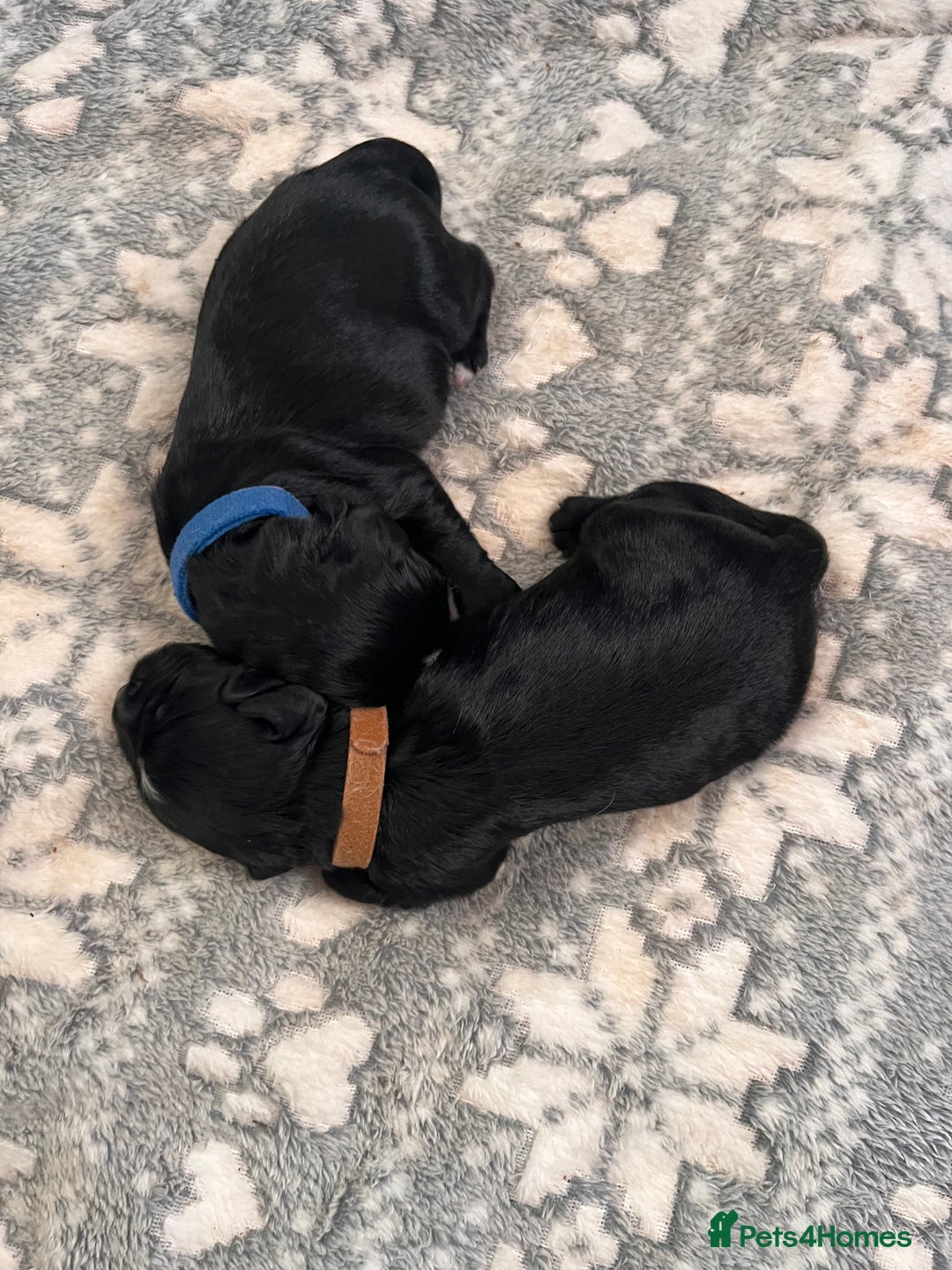 Cocker Spaniel dogs for sale: Beautiful Cocker Spaniel puppies for sale - Advert 5