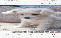 Chinese Crested dogs for sale: 5 beautiful Chinese crested puffs 3 girls 2 boys - Image 24
