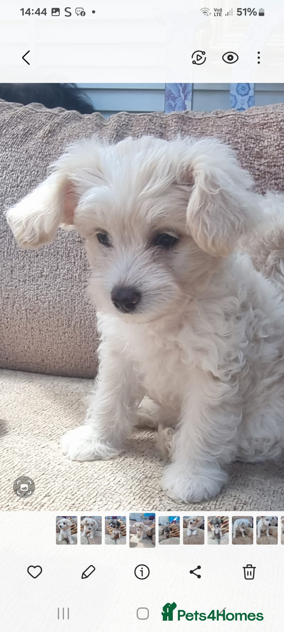Chinese Crested dogs for sale: 5 beautiful Chinese crested puffs 3 girls 2 boys - Image 24