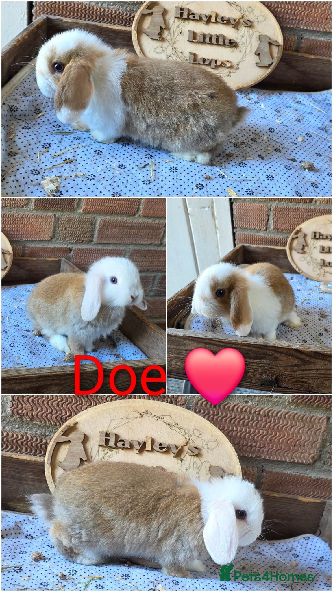Mini Lop rabbits READY NOW Gorgeous pure breed mini lops  - Advert 1