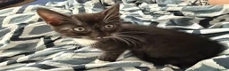 Bengal cats for sale: 🐾 Beautiful Bengal x Maine Coon Kittens 🐾 - Advert 21