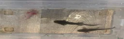 Axolotl reptiles for sale: Baby axolotl for sale  - Advert 8