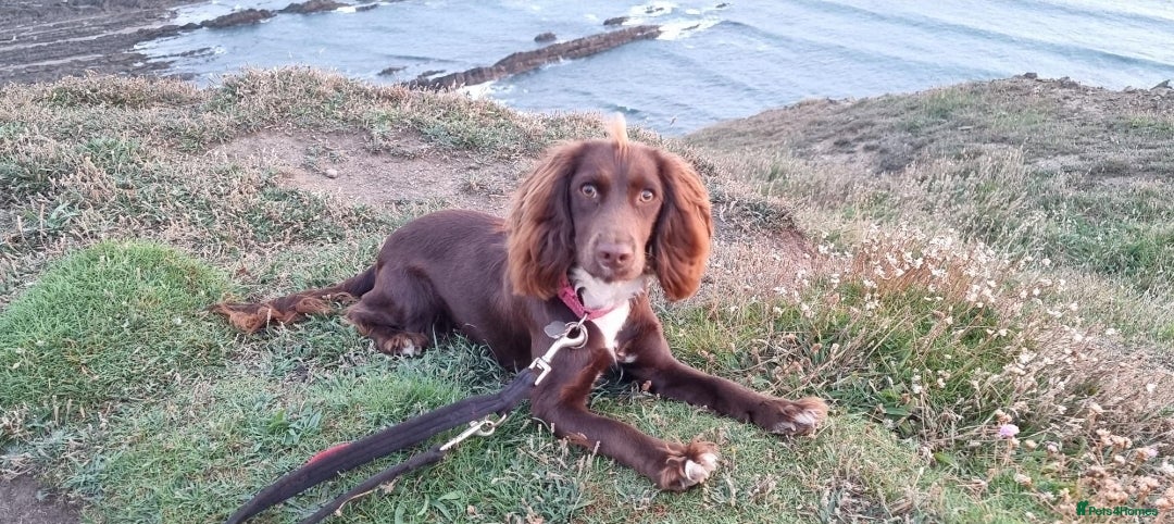 Mixed Breed dogs for sale: Beautiful Female sproker  - Image 5