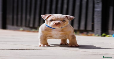 American Bully dogs - Advert 6