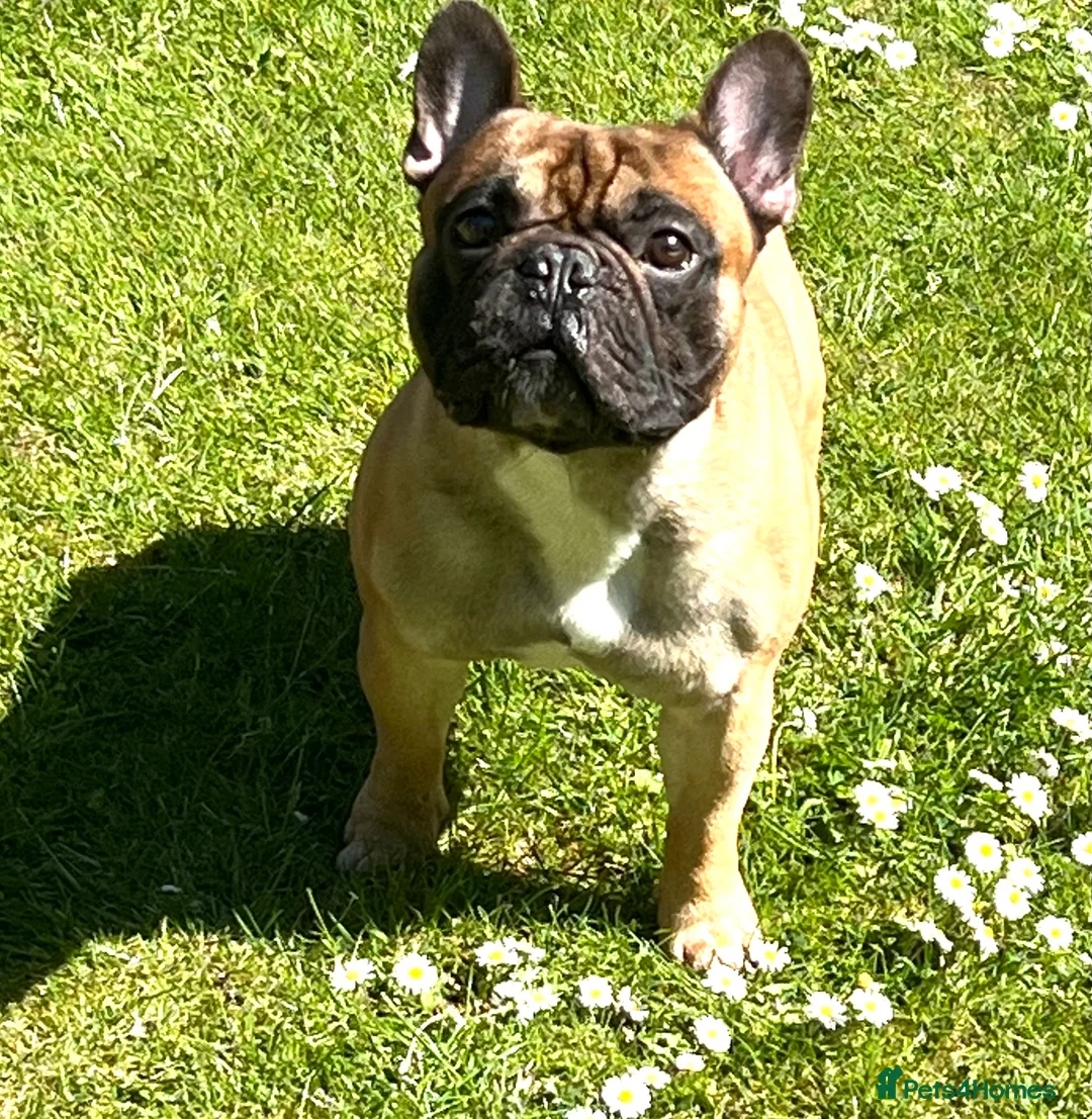 French Bulldog dogs for stud: Mani standard red silver fbce RFG 1  in Edinburgh - Advert 3