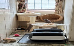 Burmese cats for sale: A fantastic litter of 7 Burmese babies  - Image 8