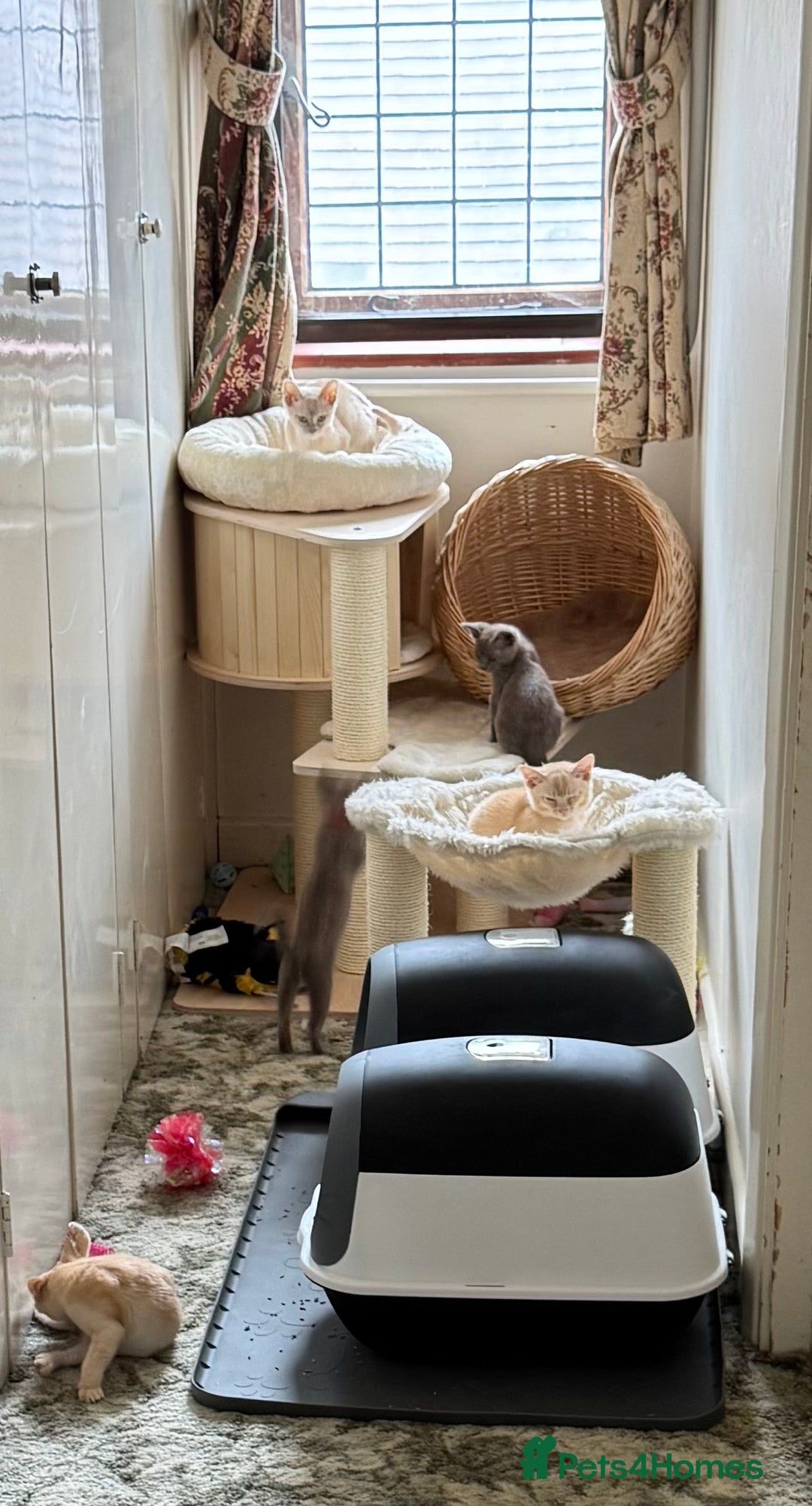 Burmese cats for sale: A fantastic litter of 7 Burmese babies  - Image 8