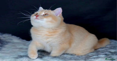 British Shorthair cats - Advert 2