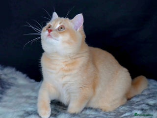 British Shorthair cats - Advert 28