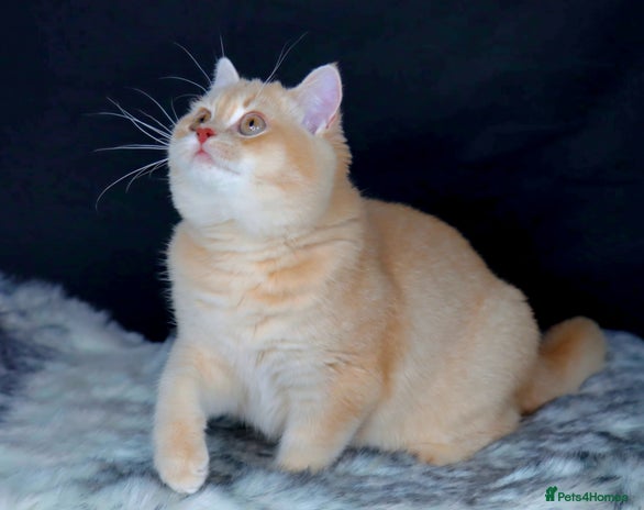 British Shorthair cats - Advert 1