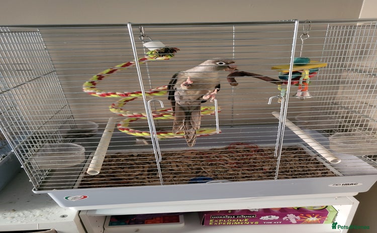 Conures birds - Advert 8