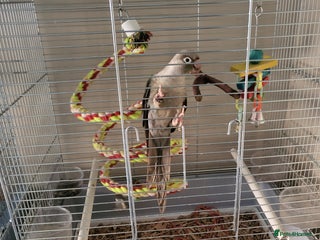 Conures birds for sale - Advert 1