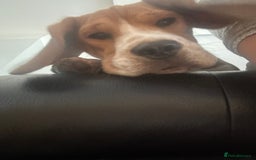 Beagle dogs for sale: Beautiful boy Beagle nearly 6 months old  - Image 3
