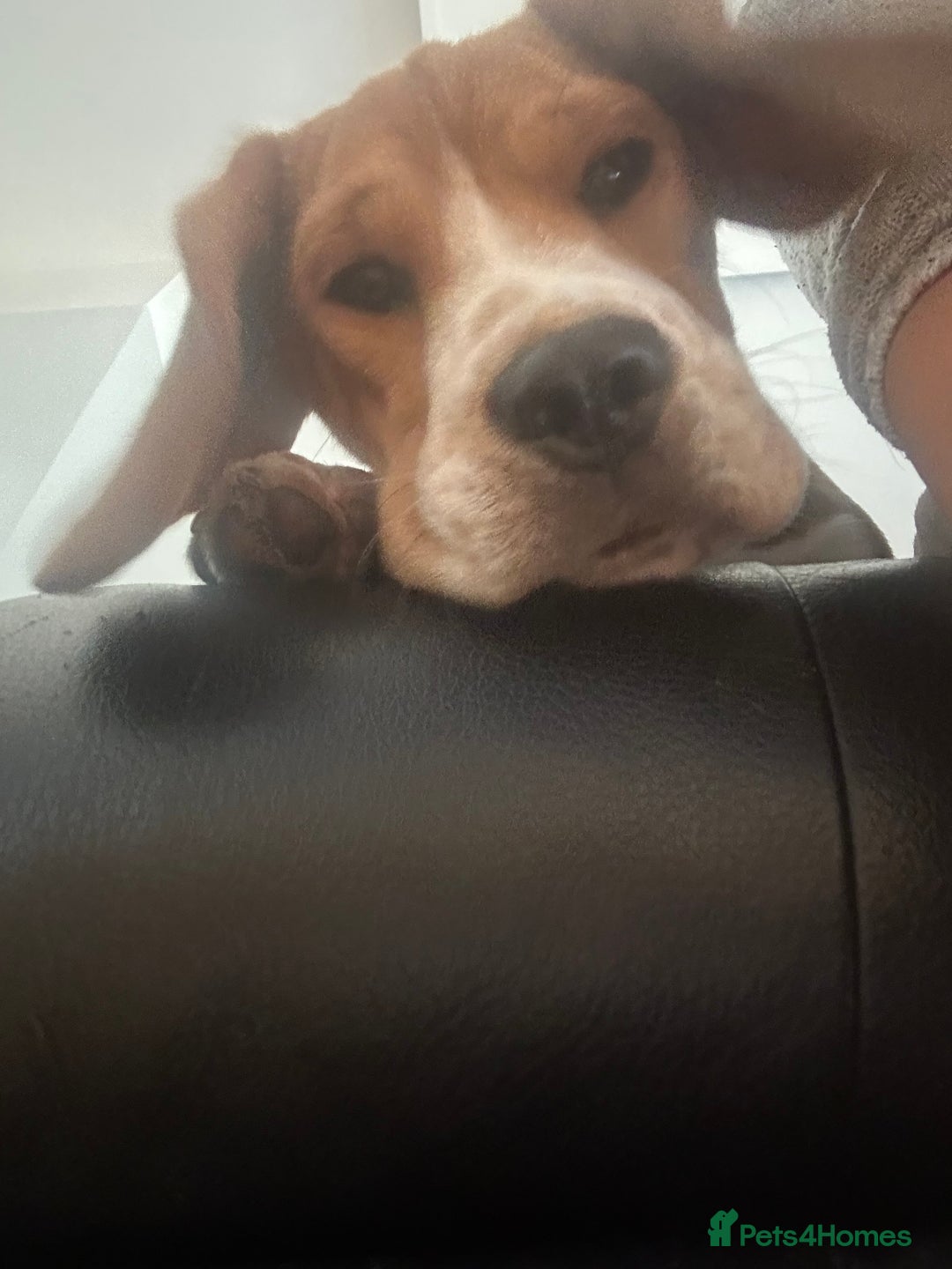 Beagle dogs for sale: Beautiful boy Beagle nearly 6 months old  - Image 3