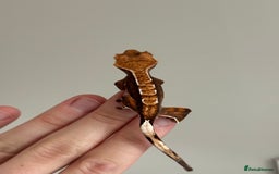Gecko reptiles for sale: Crested Geckos ( can provide set up) in Upminster - Image 9