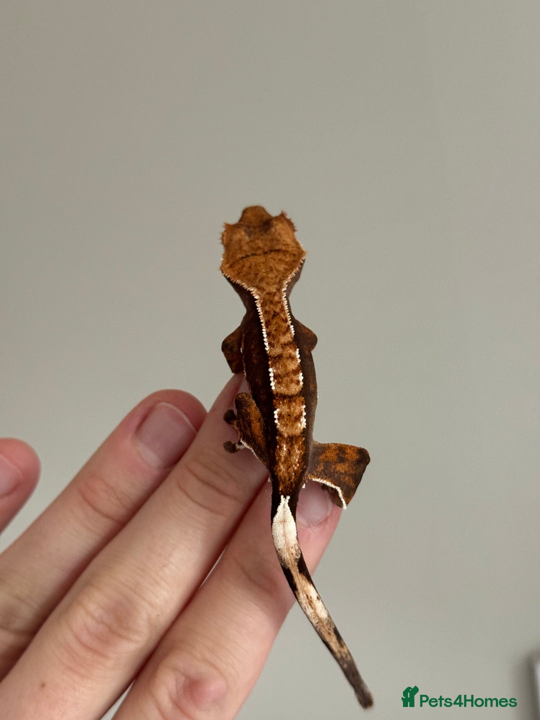 Gecko reptiles for sale: Crested Geckos ( can provide set up) in Upminster - Image 9