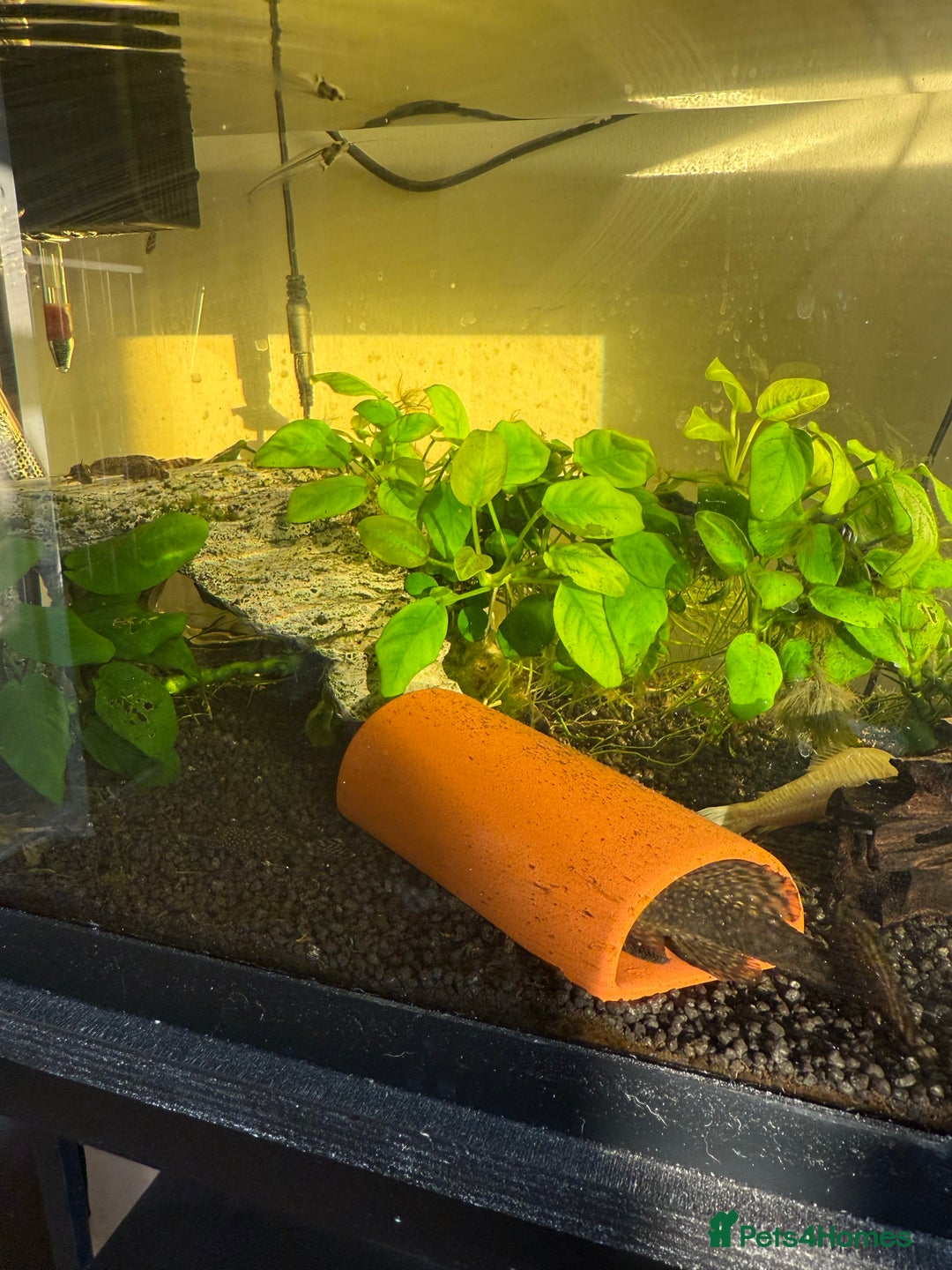 Tetras fish for sale: Fish and tank  - Image 5