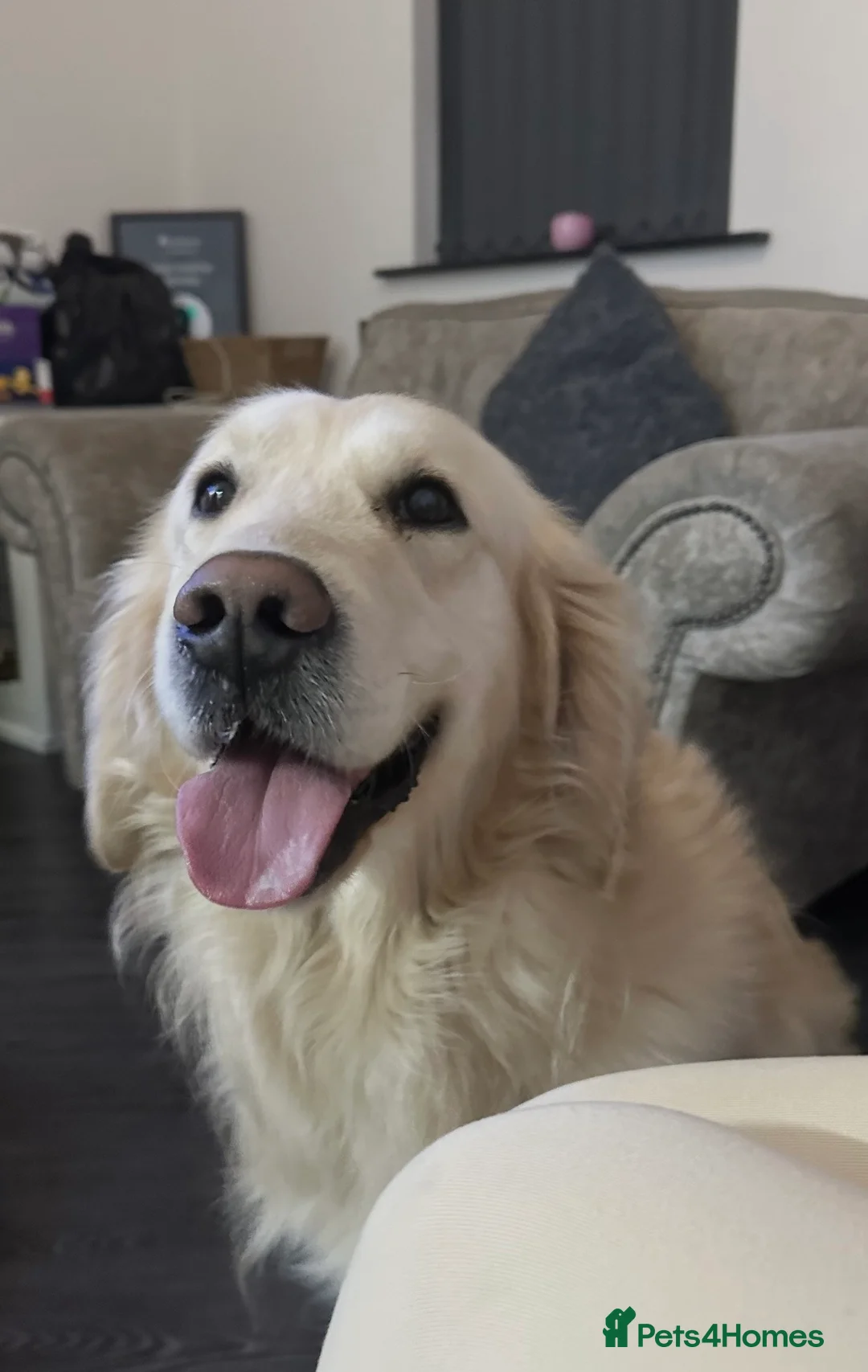 Goldador dogs for sale: Beautiful goldadors looking for forever homes - Advert 13