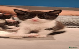 Ragdoll cats for sale: Ragdoll cross kittens  - Image 7