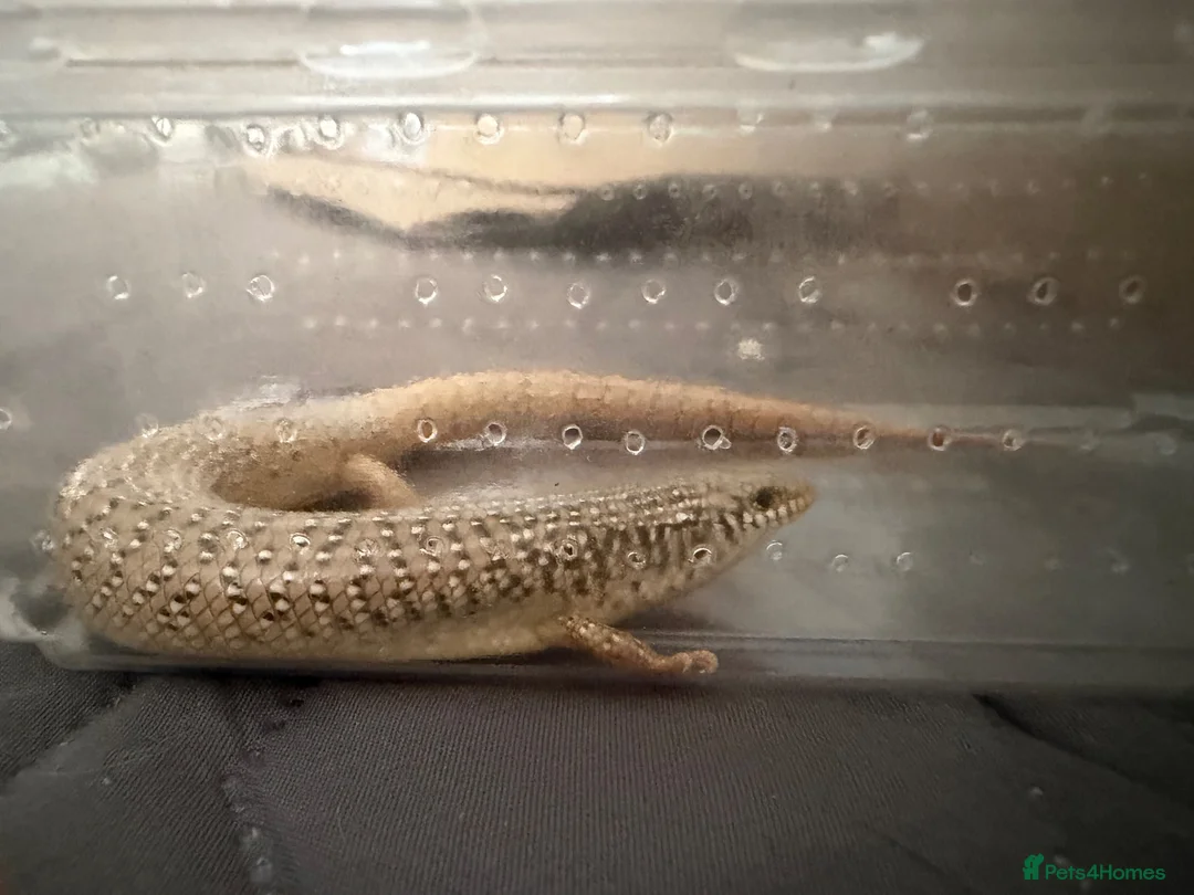 Skink reptiles for sale: Ocellated Skinks Looking for New Homes - Advert 2