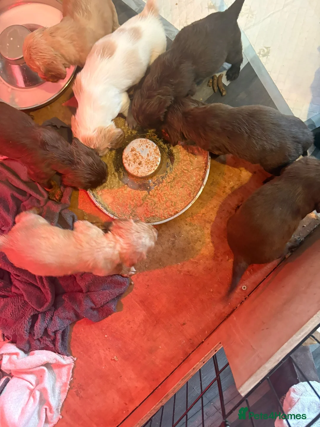 Cocker Spaniel dogs for sale: 2 stunning working cocker spaniel pups - Advert 7