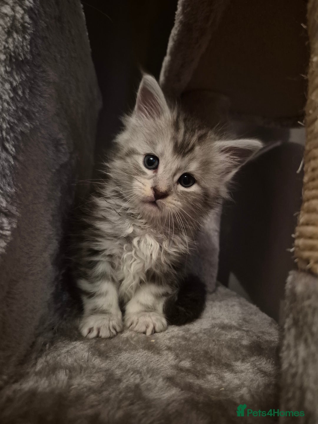 Maine Coon cats for sale: Maine Coon kittens - Advert 20