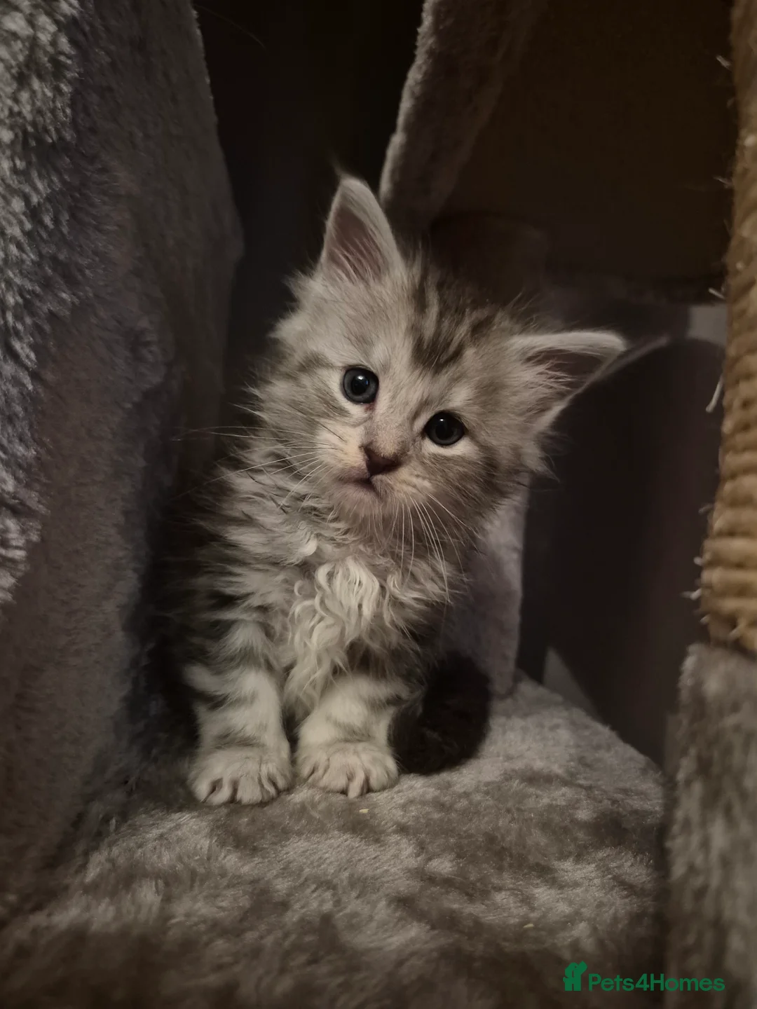 Maine Coon cats for sale: Tica registered Maine Coon kittens - Advert 20