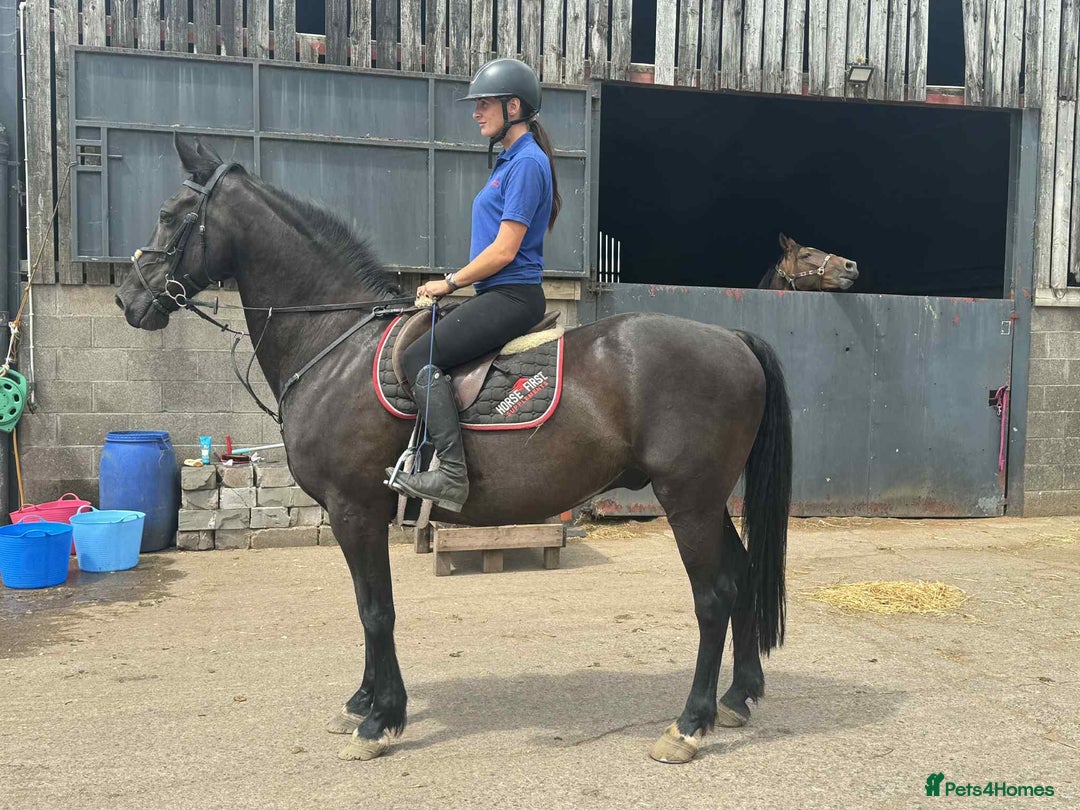 British Warmblood horses for sale: Fudge the yard favourite  - Image 2