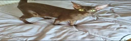 Oriental cats for sale: Chocolate Havana Brown Oriental Female - Advert 5