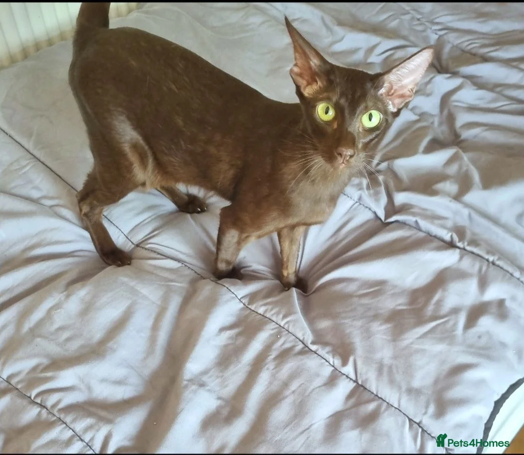 Oriental cats for sale: Chocolate Havana Brown Oriental Female - Advert 5