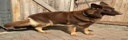 German Shepherd dogs for sale: CHOCOLATE AND TAN LONG COATED GERMAN SHEPARDS  in West Malling - Advert 38